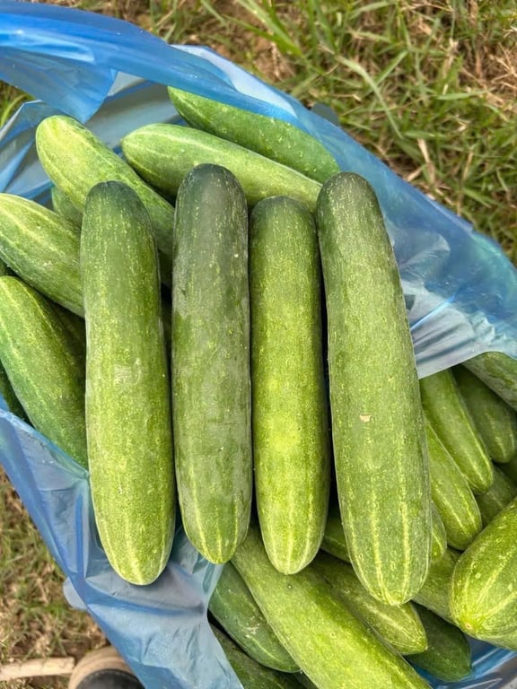 Hạt giống dưa leo siêu sai quả, siêu thơm