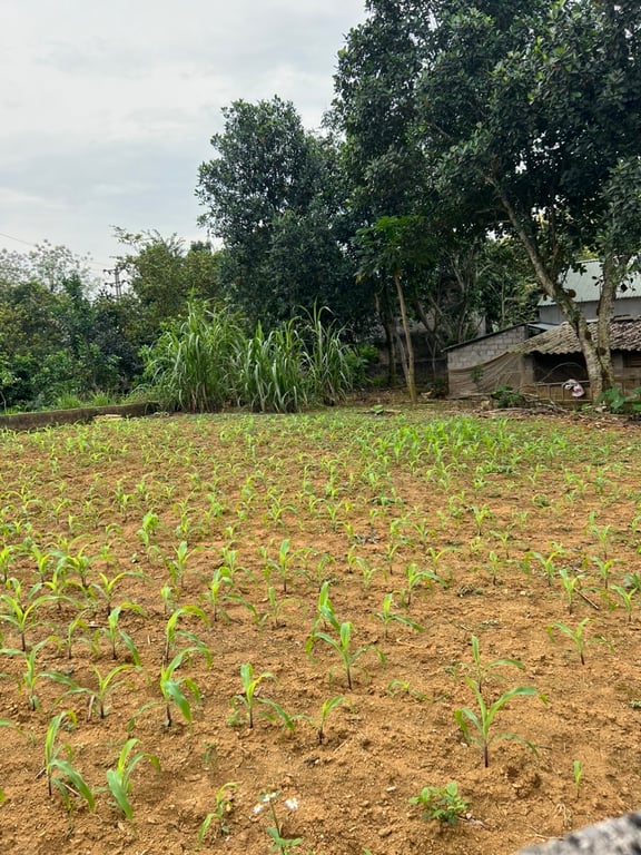 277m full Thổ Cư tại Lương Sơn, Hoà Bình