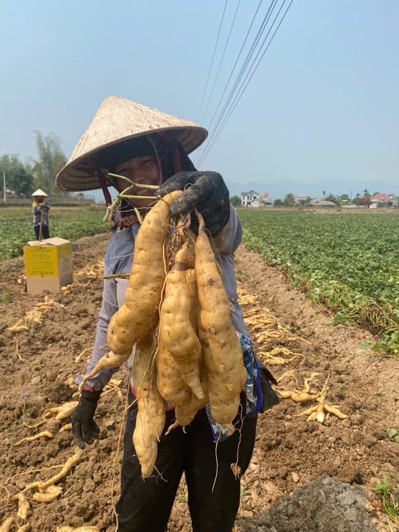 Khoai lang Thanh An Điện Biên  2kg