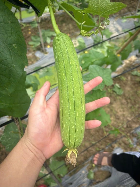 Mướp hương Siêu Năng suất lại còn THƠM  lai F1 LF999