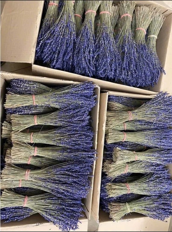 Set 2 bó Hoa Oải Hương Lavender Nhập Khẩu