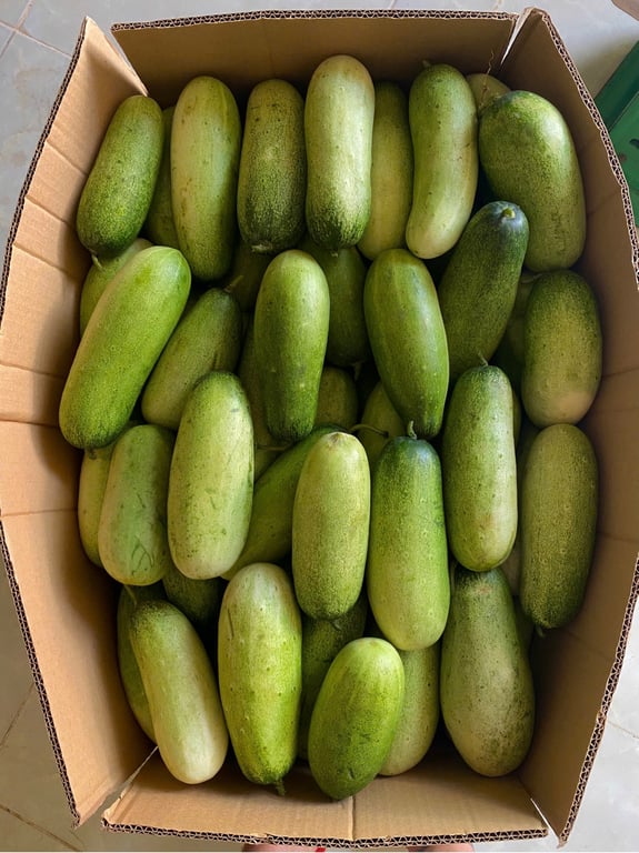 Dưa mèo Điện Biên 3kg