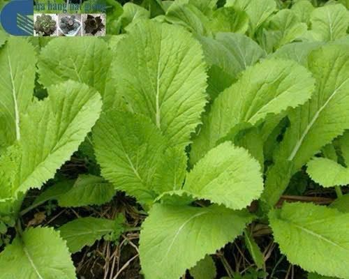 Hạt giống cải xanh mỡ gói 50gr