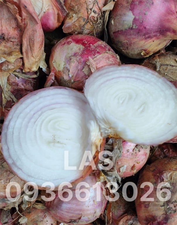 HÀNH TÂY TÍM