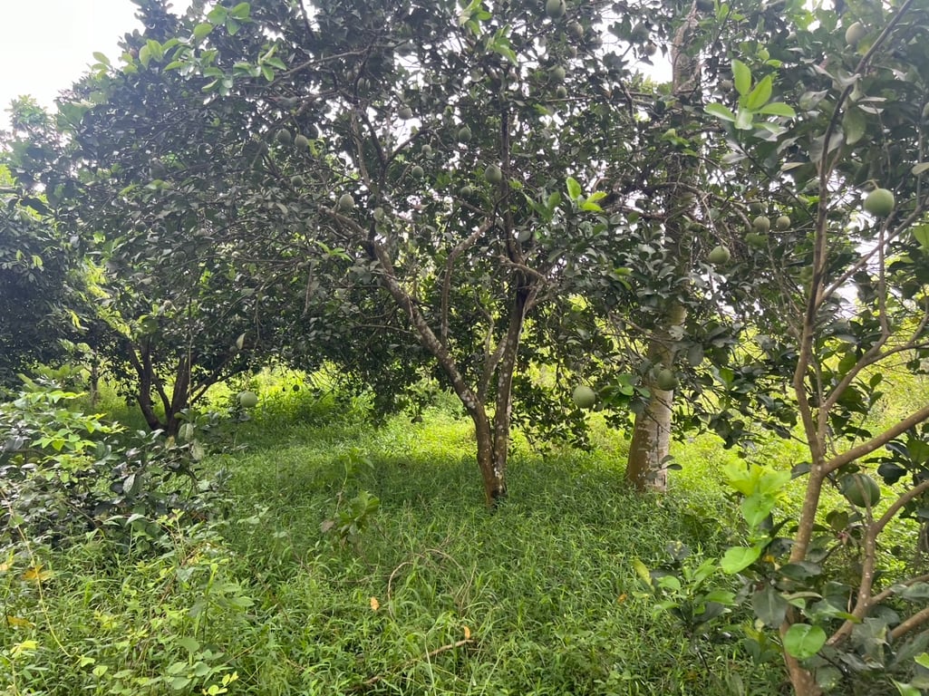 Ngọc Mỹ, Tân Lạc, Hòa Bình (8679m2)