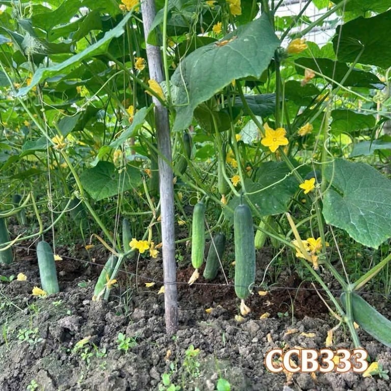 Hạt giống dưa leo siêu sai quả, siêu thơm