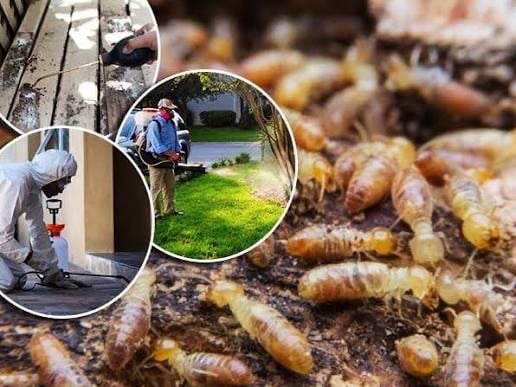 DỊCH VỤ DIỆT MỐI TẬN GỐC TẠI NHÀ- CƠ QUAN