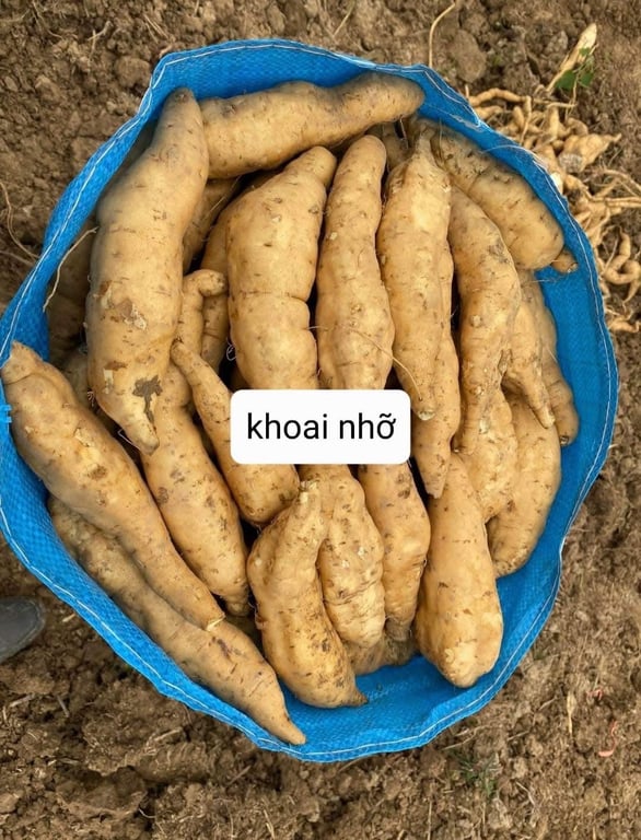 Khoai lang Thanh An - Điện Biên 3kg