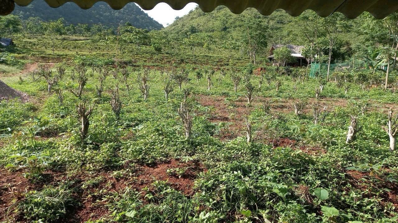 diện tích 3.590m2 đất trồng cây lâu năm, sẵn quy hoạch thổ cư tại Đà Bắc, Hoà Bình chỉ hơn 300tr