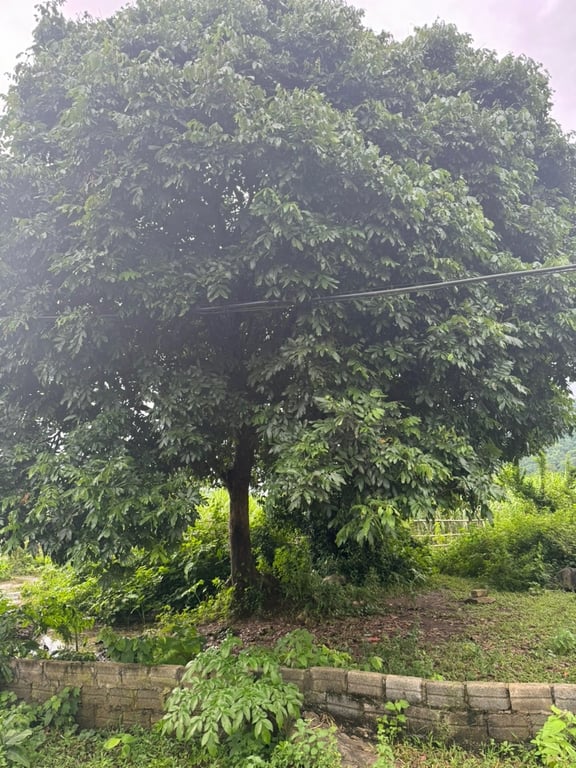 ~ 1100m2  có 60m2 ONT tại Mỹ Hoà, Tân Lạc, Hoà Bình.