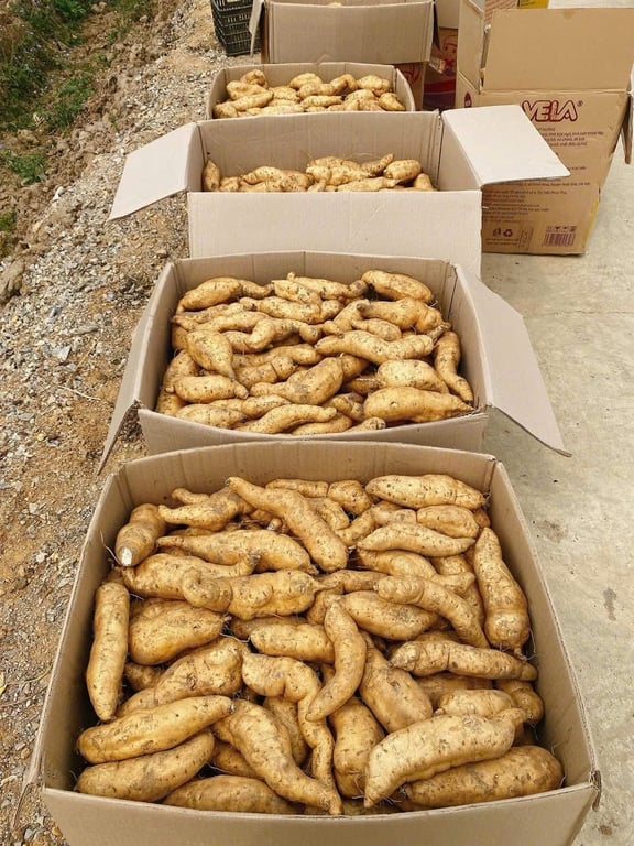 Khoai Thanh An - Điện Biên 1kg