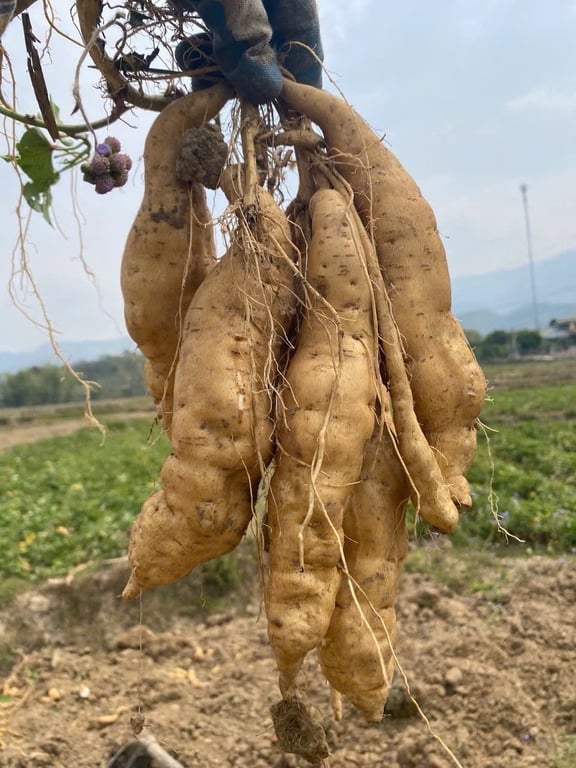 Khoai lang Thanh An - Điện Biên 3kg