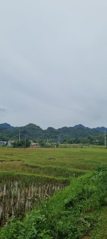 Phú Vinh, Tân Lạc, Hoà Bình 546m2