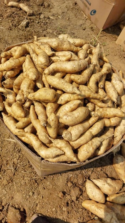 Khoai Thanh An - Điện Biên 1kg