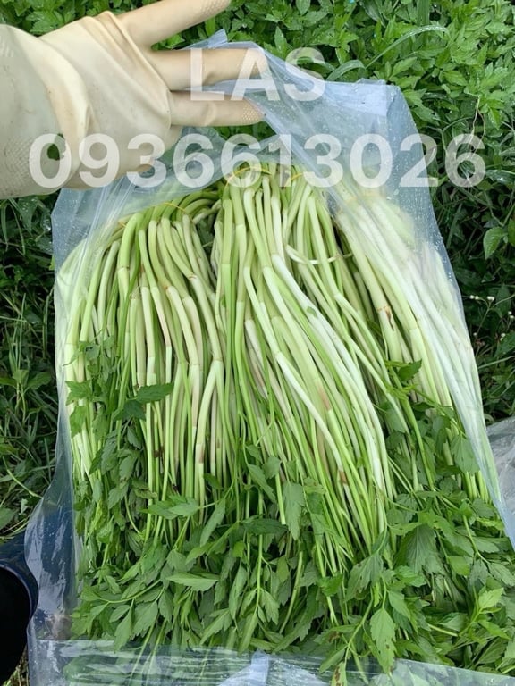 CẦN NƯỚC