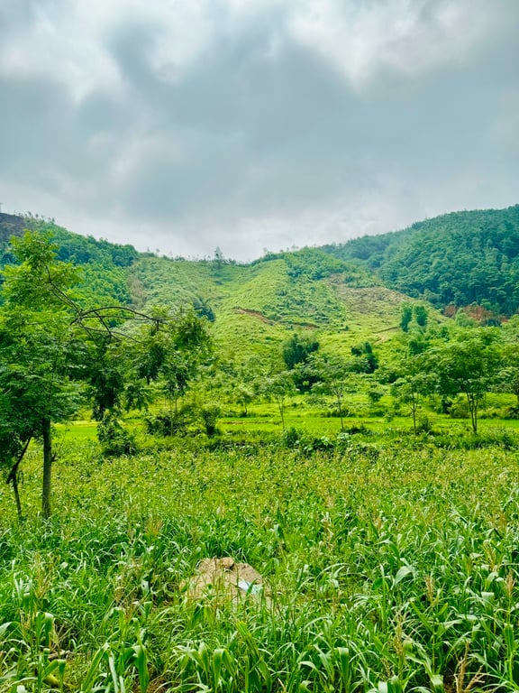 Tú Lý, Đà Bắc, Hoà Bình(1195m2)