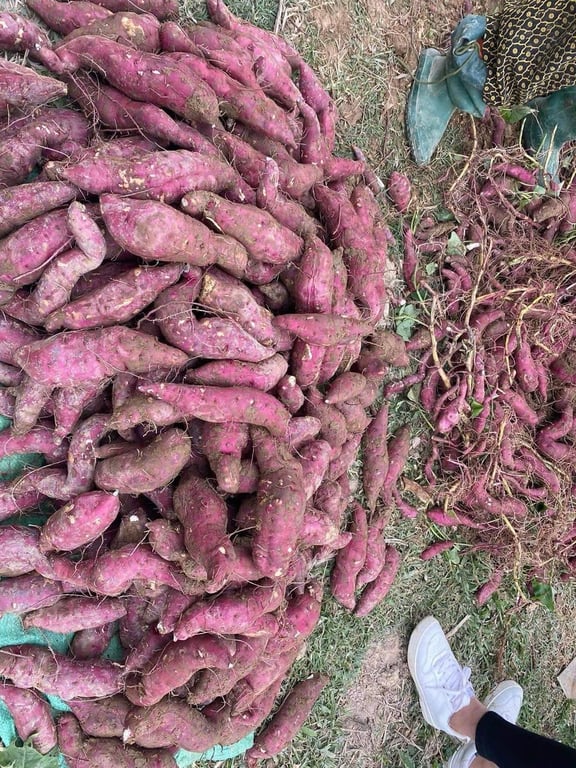 3kg Khoai Lim Điện Biên