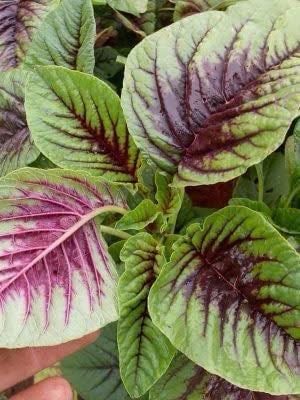 Hạt giống rau dền gói 50g