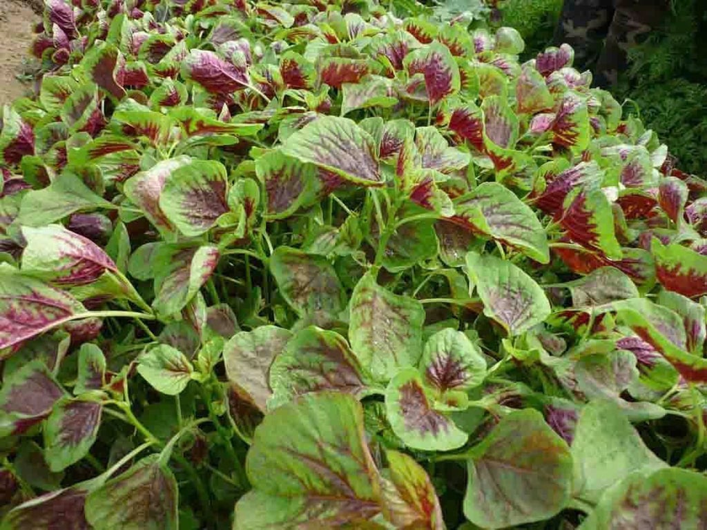 Hạt giống rau dền gói 50g