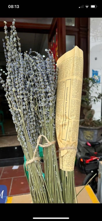 Set 2 bó Hoa Oải Hương Lavender Nhập Khẩu