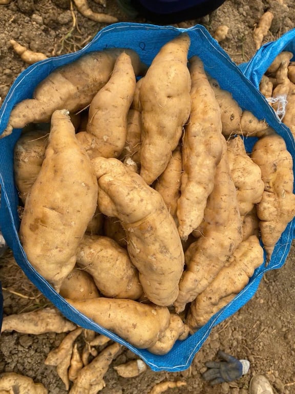 Khoai lang Thanh An - Điện Biên 3kg