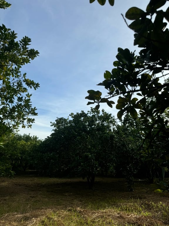 Hơn 3000m2 có 200m2 thổ cư tại thị trấn Mãn Đức, Tân Lạc, Hoà Bình