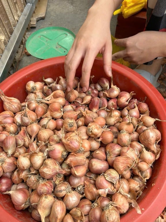 1kg Hành khô Hải Dương nhà trồng chuẩn sạch an toàn