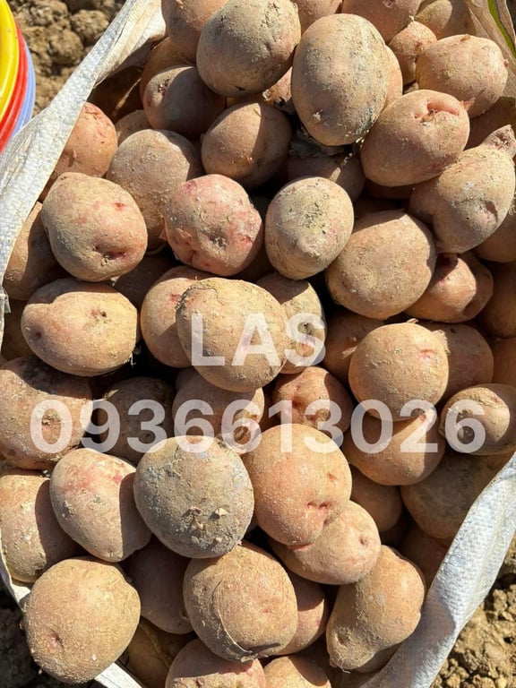 KHOAI TÂY HỒNG
