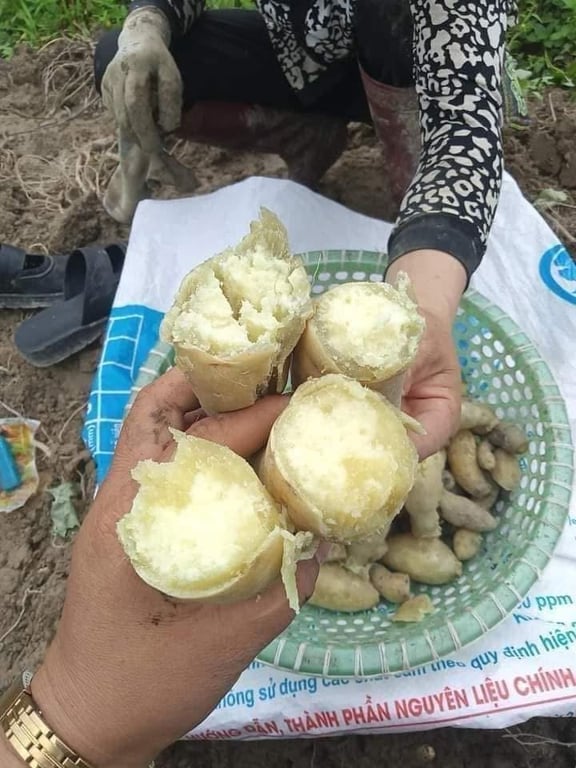 Khoai lang Thanh An - Điện Biên 3kg