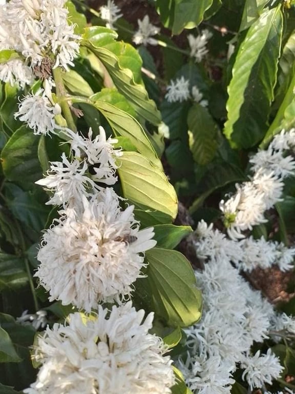 Mật hoa cà phê (1 lít)