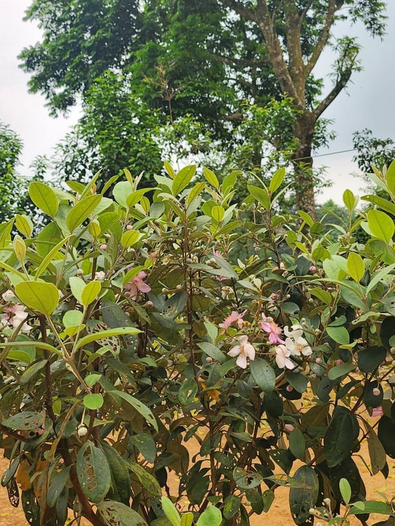 Gần 1800m2, 400m2 ONT tại Thạch Yên, Cao Phong, Hoà Bình