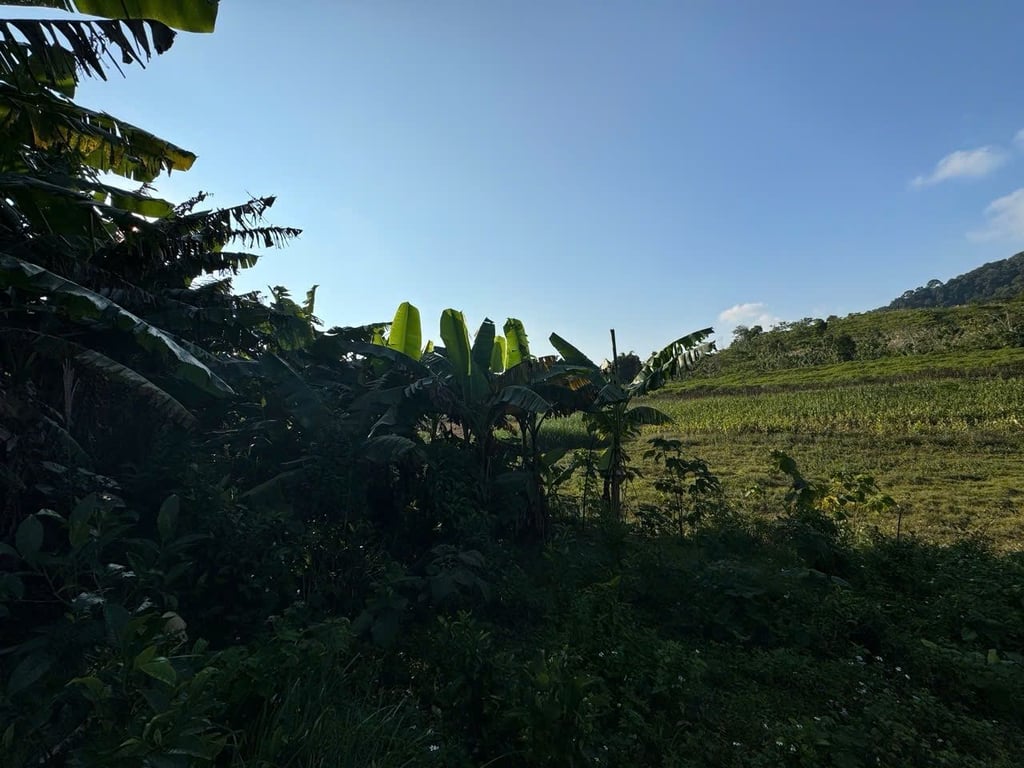 diện tích 3.590m2 đất trồng cây lâu năm, sẵn quy hoạch thổ cư tại Đà Bắc, Hoà Bình chỉ hơn 300tr