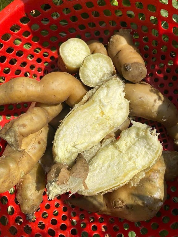 Khoai Thanh An - Điện Biên 1kg