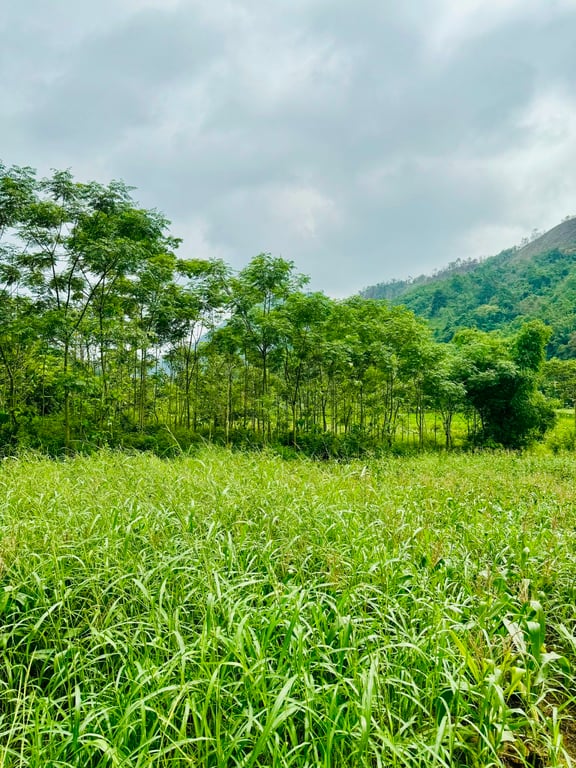 Tú Lý, Đà Bắc, Hoà Bình(1195m2)