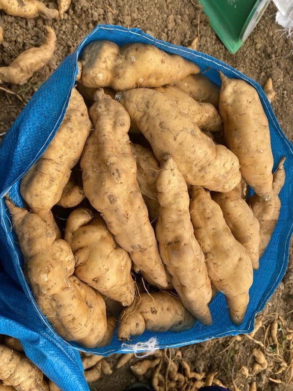 Khoai lang Thanh An Điện Biên  2kg