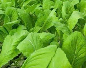 Hạt giống cải xanh mỡ gói 50gr