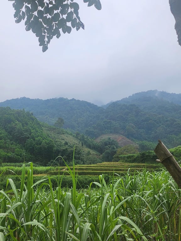 Thạch Yên, Cao Phong, Hoà Bình,thực tế sử dụng 1200m2, sổ 900m2, 200m2 thổ cư