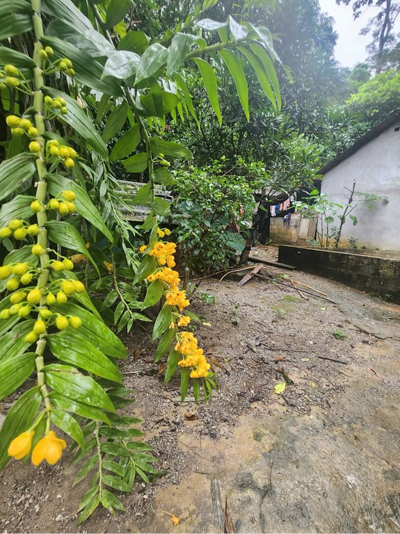 Diện tích 611m2, 80m2 ONT, tặng thêm sổ đất lúa Tại Phú Cường, Tân Lạc, Hòa Bình