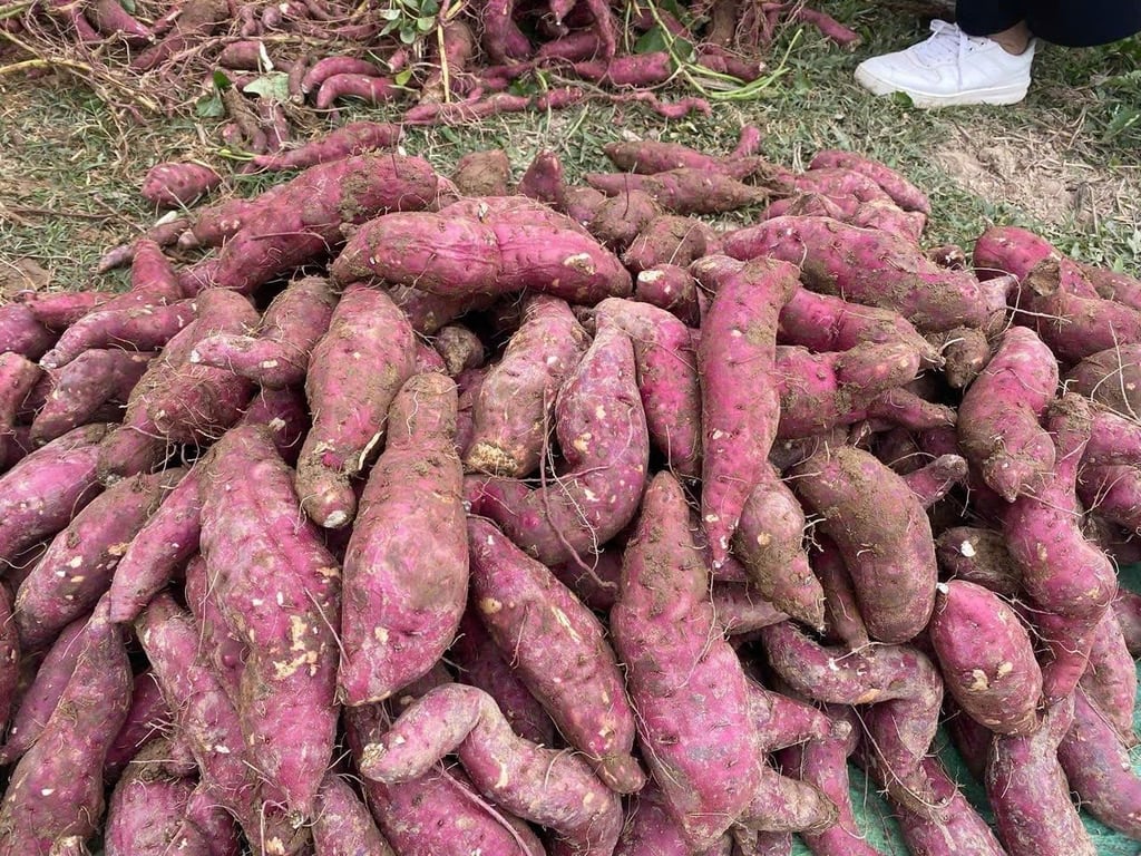 2kg khoai Lim Điện Biên