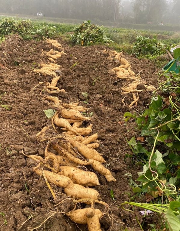 Khoai lang Thanh An - Điện Biên 3kg