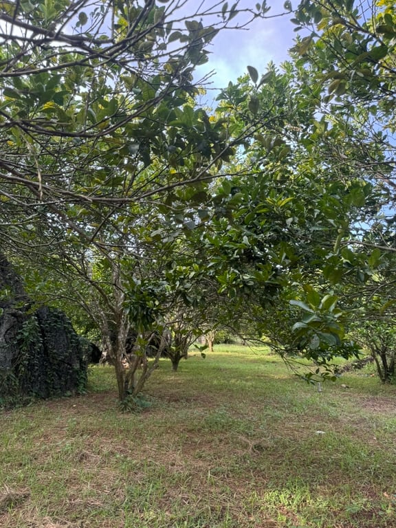 Hơn 3000m2 có 200m2 thổ cư tại thị trấn Mãn Đức, Tân Lạc, Hoà Bình