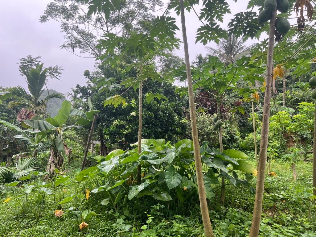 Nhân Mỹ- Tân Lạc - Hòa Bình (496m2)