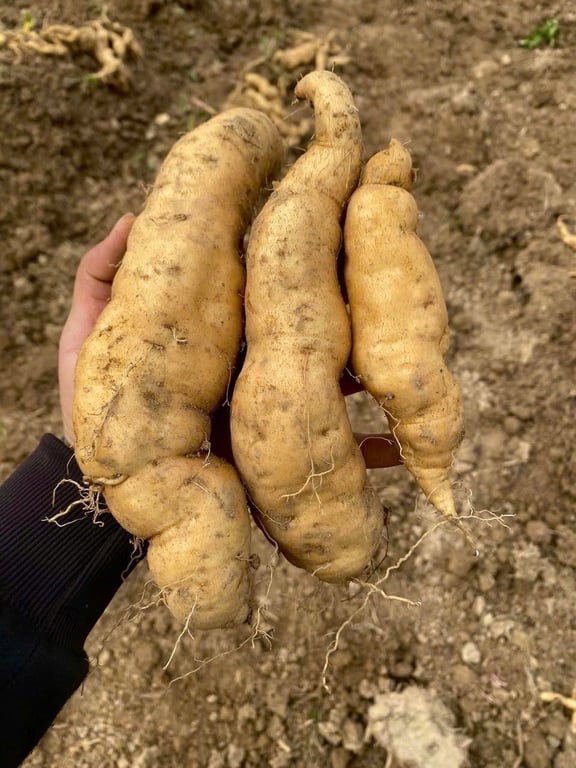 Khoai Thanh An - Điện Biên 1kg