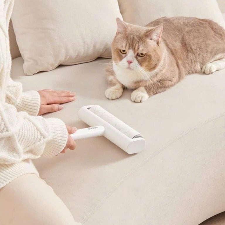 Cây Lăn Bụi ECOCO