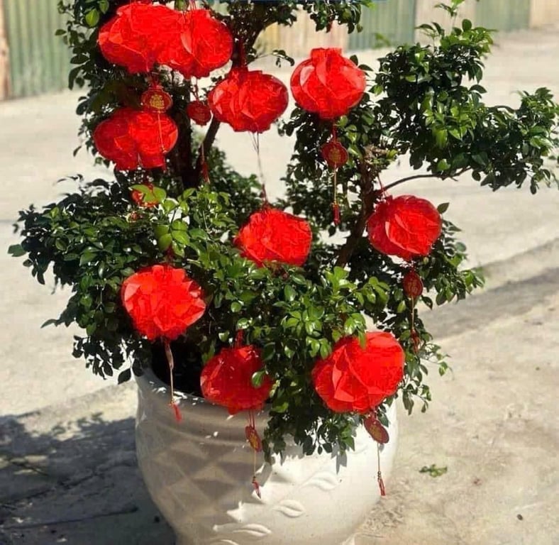 COMBO 20 LỒNG ĐÈN GIẤY ĐỎ 25CM