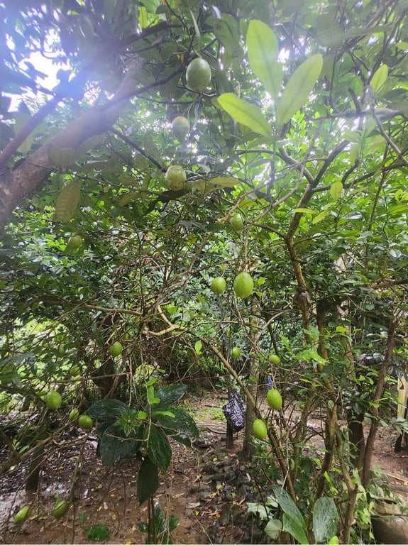 Diện tích 611m2, 80m2 ONT, tặng thêm sổ đất lúa Tại Phú Cường, Tân Lạc, Hòa Bình