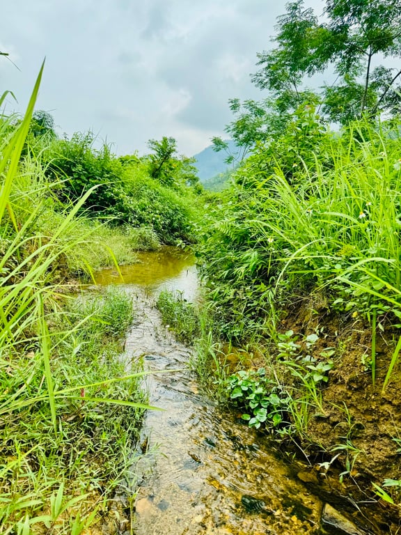 Tú Lý, Đà Bắc, Hoà Bình(1195m2)