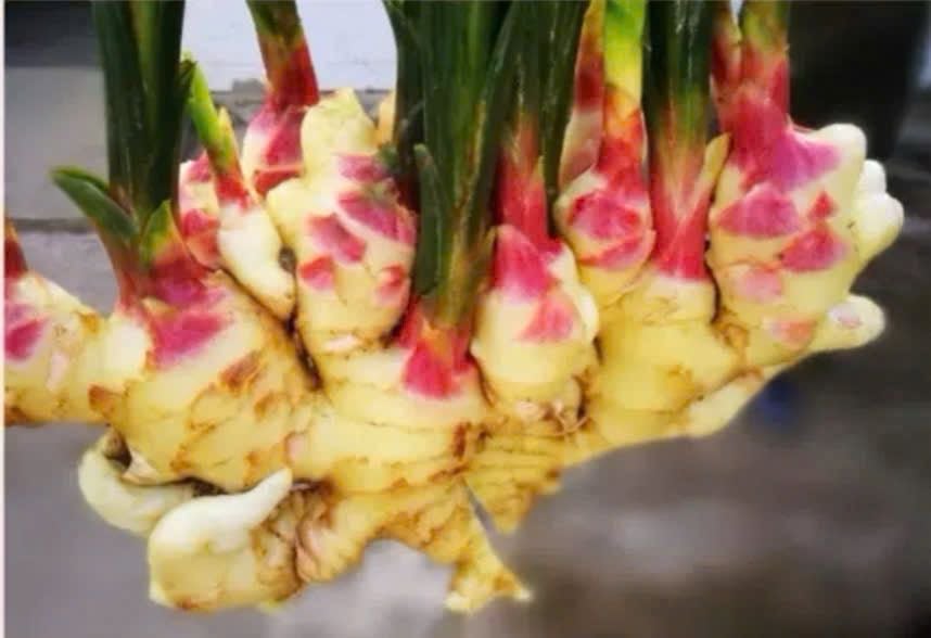 HỘP KẸO GỪNG HỮU CƠ LÀM THỦ CÔNG ĐẠT CHUẨN CHÂU ÂU