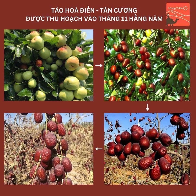 TÁO ĐỎ HÒA ĐIỀN - TÂN CƯƠNG 500gr