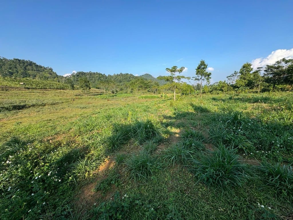 diện tích 3.590m2 đất trồng cây lâu năm, sẵn quy hoạch thổ cư tại Đà Bắc, Hoà Bình chỉ hơn 300tr